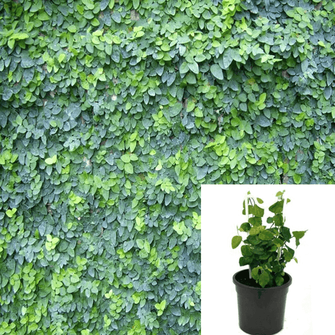 Creeping Fig 6Inches Pot Ficus Pumila Indoor Wall Covering Ground Covering Air Purifying Vine Live Plant Ht7