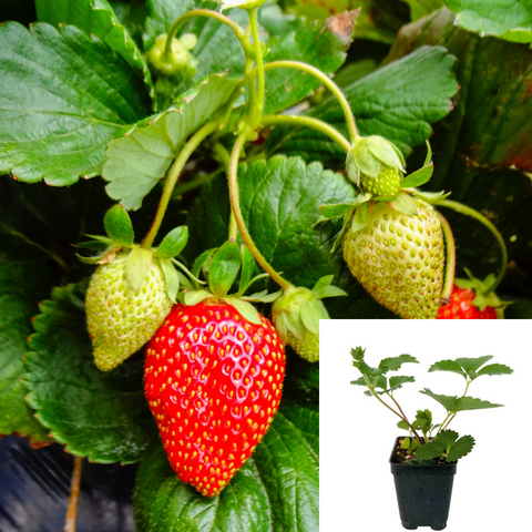 Strawberry Quinault Plant 4Inches Pot Strawberry Quinalt Everbearing Strawberry fruit live plant