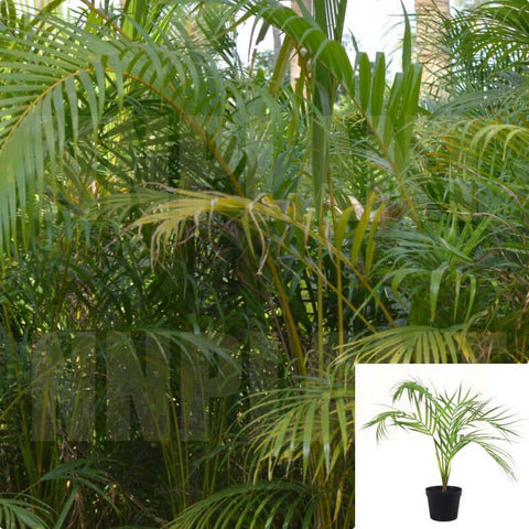 Areca Palms Plant Palm Areca Palm Dypsis Lutescens Butterfly Palm 4Inches Pot 1 Ht7