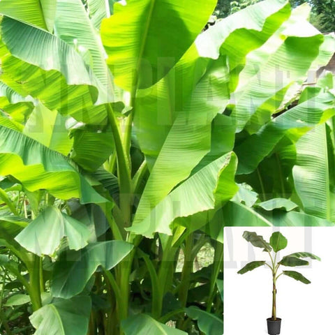 Bananas YELLOW Fruit Tree Banana 5 Gallon 3 4 Ft Tall Plant Musa Musaceae  Edib le fruit Live Plant PR7