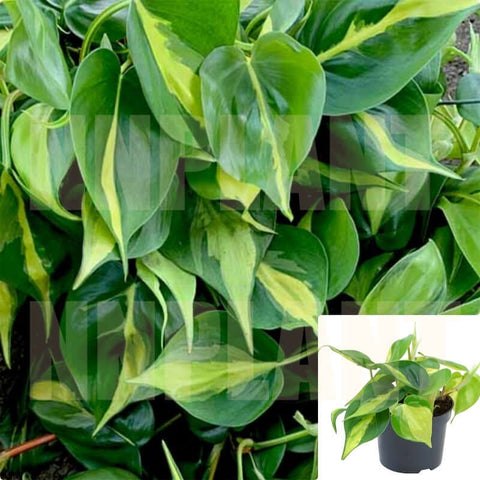 Brazil Philodendron 4Inches Pot Brasil Heart Plant Neon Yellow Green Phidron Vine Plant Hanging Bask Live Plant Ht7