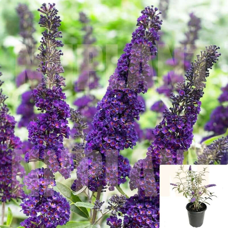 black knight butterfly bush planting Buddleia Davidii Black Knight - 1 starter plant