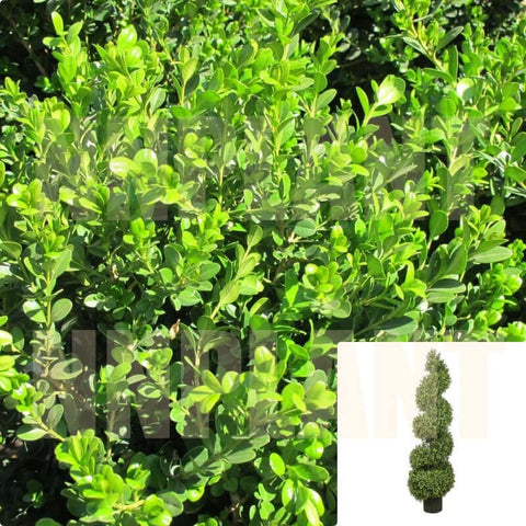 Buxus Green Beauty Spiral 5Gallon Plant Buxus Microphyllus Japanese Boxwood Live Plant Gg7