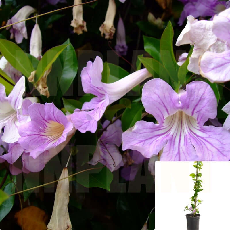 5 gallon lavender plant Clytostoma Cal Espalier 5 Gallon Callistegioides Lavender Violet Trump –  NNplant
