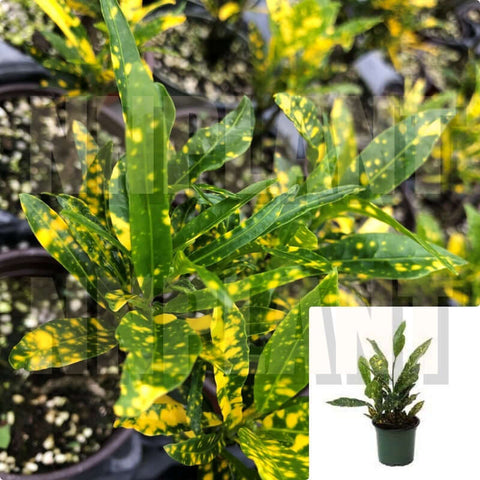 Codiaeum Variegatum Plant Gold Dust Yellow Green Croton Live Plant 4Inches Pot House Plant Ht7