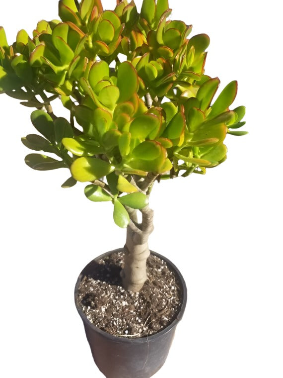 Crassula Argentea Ovata 5 Gallon Ht7 Green Money Jade Succulent Lucky Plant  Friendship Tree
