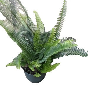 Fern Boston Fern Grower Indoor Air Purifier 5inches Pot House live plant 