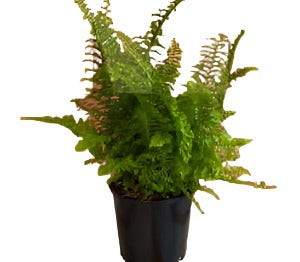 Fern Fluffy Ruffle 6Inches Pot Indoor Houses Air Purifying Shrub Live Plant Ht7