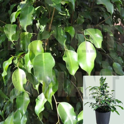Ficus Benjamin Green Plant Tree 16-26 Inches Tall 1Gallon Pot Plant Weeping Fig Benjamin Fig Ficus Tree Indoor Live Plant Ht7
