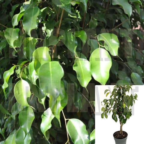 Ficus Benjamina Green Braid Weeping Fig Indoor 2 Gallon 3 4 Tall Live Plant Ht7