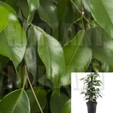 Ficus Benjamin 7 Gallon Plant Ficus Weeping Plant Trees Braided Green Live Plant Fi7