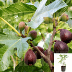Fig Violette De Bordeaux 5Gallon Fruit Tree Vista Live Plant Outdoor Ho7A