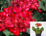 Geranium Ivy Red Pelargonium Peltatum Plant Flower 1 Gallon - Live Plant Hh7