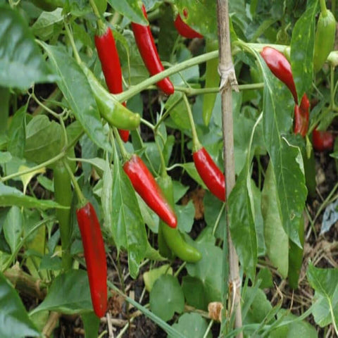 Hot Pepper Hybrid Kim Chi Seeds Packet 25