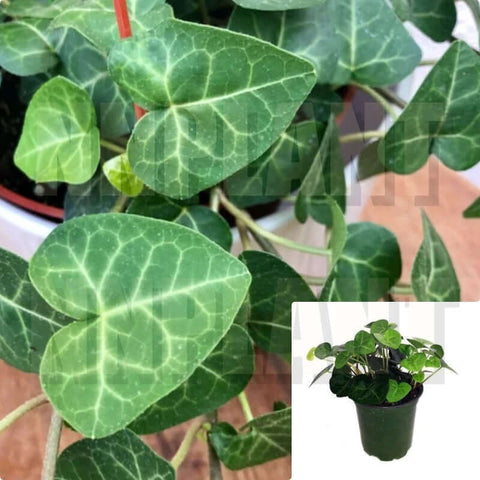 Ivy Sweetheart English Ivy sweet heart leaves Ivy ground covering hanging climbing rare live Plant 4Inches Pot