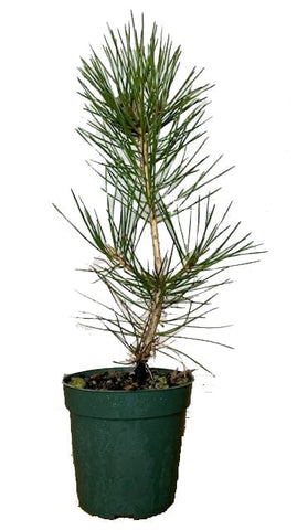 Pinus Thunbergii 5Gallon Japanese Black Pine Japanese Black Pine Japanes Tree Live Plant Mr7