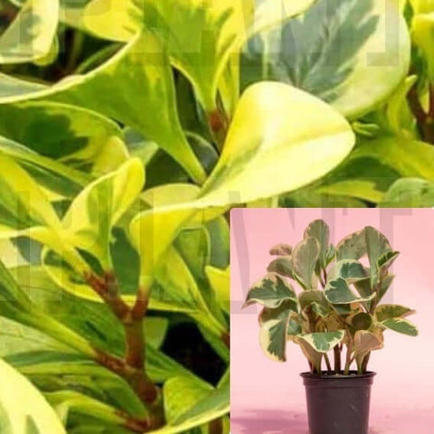 Baby Rubberplant Peperomia Variegated Plant Radiator Yellow Plant Yellow 1 Gallon Pot Premium Ht7 Best