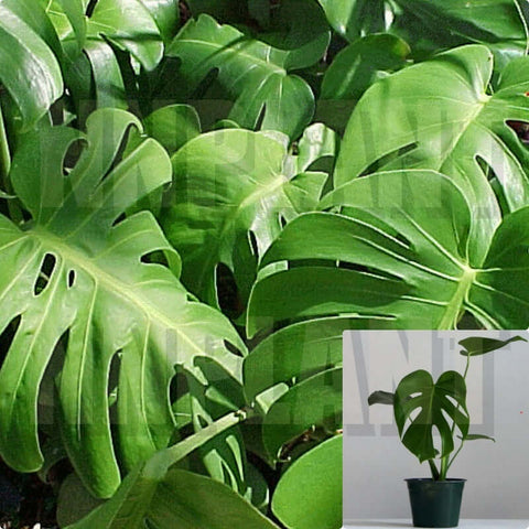 Monstera Deliciosa 16In-24In 1 Gallon Pot Philodendron Monstera Split Leaf Banana Indoor Plant House Live Plant Ht7 Best