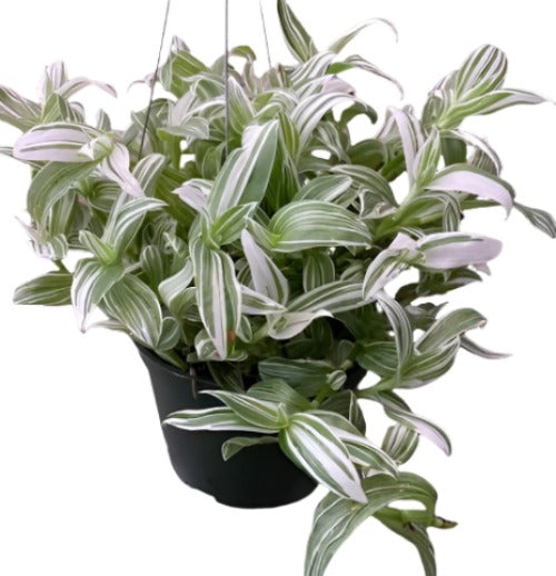 Tradescantia Green Plant 6Inches Giant Hanging Foliag – NNplant