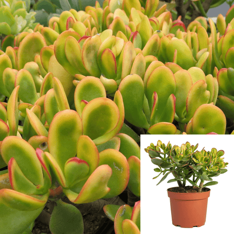 5 Cuttings Crassula Ovata Sunset Golden Jade Tree Succulent Not Rooted LIVE PLANT