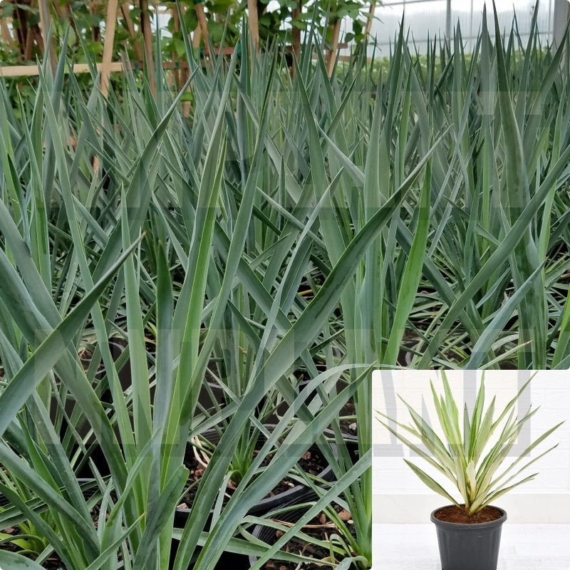 Yucca Blue Sentry 3 Gallon Adam Needle Plant Perennials Live