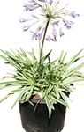 Agapanthus Africanus Variegatus 1Gallon African Lily Tinkerbell White And Green Live Plant Gg7