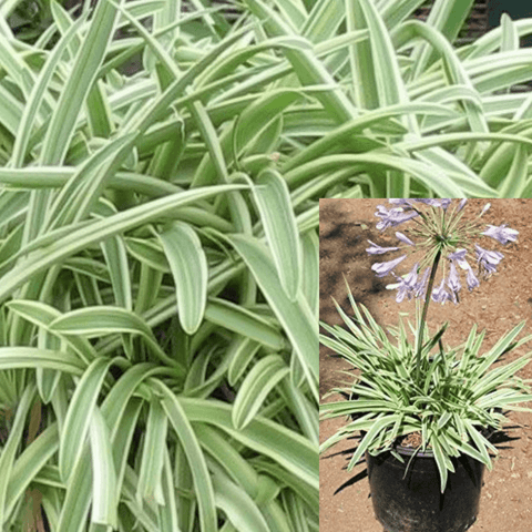 Agapanthus Africanus Tinkerbell 1Gallon African Lily Tinkerbell White And Green Live Plant Ho7 Ht7