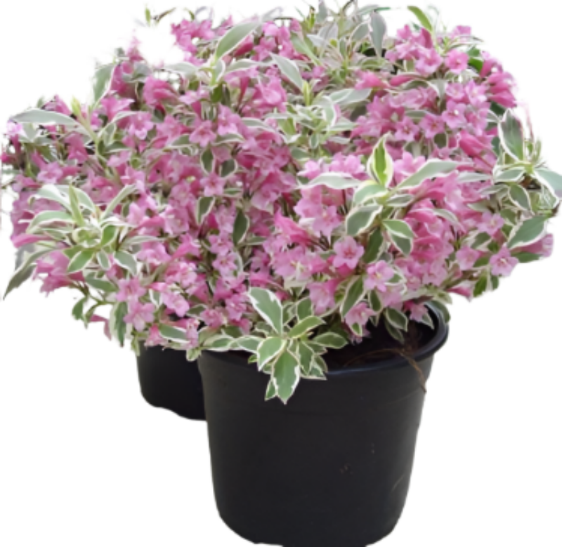 Weigela Florida Variagata Nana 5 Gallon Dwarf Pink Live Plant Mr7