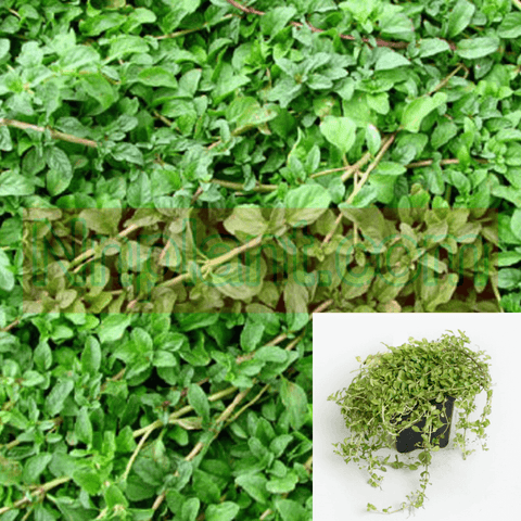 Pennyroyal Plant 12Packs Of 2Inches Pot American Green Ground Covering Pennyroyal Live Plant Plant Ht7