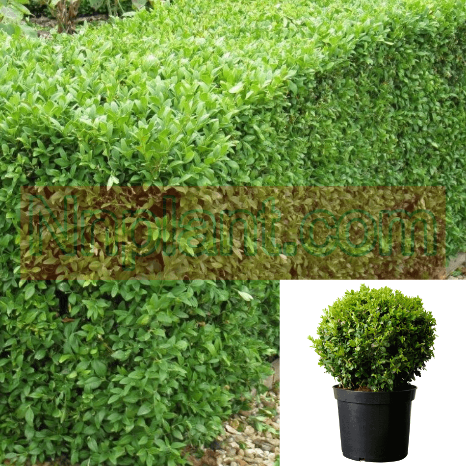How to Grow Common Box (Buxus sempervirens)