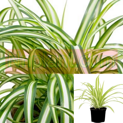 Chlorophytum Comosum Spider Plant Chlorophytum Comosum Variegatum Ground Grass Covering 1Q 1 Gallon pot ht7
