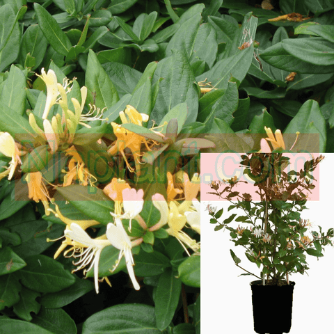 Japanese Honeysuckle Lonicera Jap Purpurea Yellow Vine Flower live plant 3Gallon