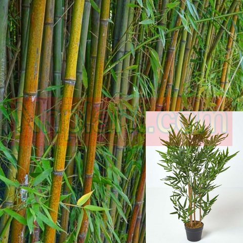 Yellow Glaucous Bamboo Plant 5Gallon Golden Bamboo Asian Bamboo Chinese Phyllostachys Viridiglaucescens Plant Tree Live Plant Ht7 Best