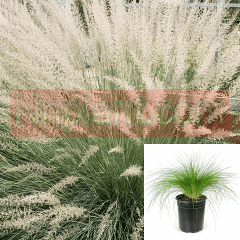 Muhlenbergia Lindheimer 1Gallon Lindheimers Muhly Grass Perennial 1Gallon Grass Live Plant Fr7A Ht7 Best
