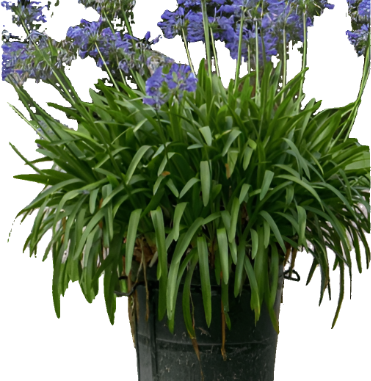 Agapanthus Africanus 1Gallon Agapanthus Africanus Africanus Blue African Lily Flower Live Plant Ht7
