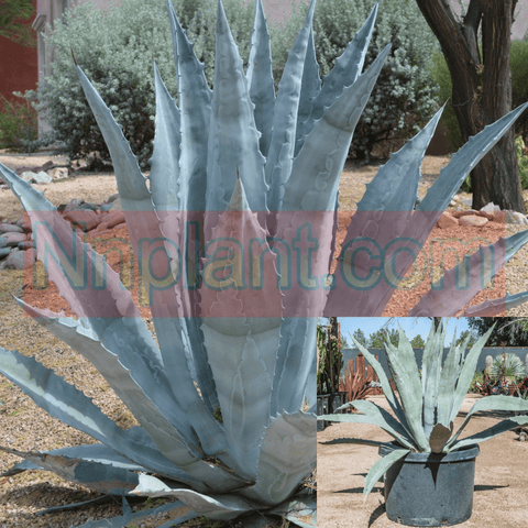 Agave Americana Blue Plant Century Plant Sky Blue American Aloe Succulent Drought Tolerant Live Plant 5gHt7 7GALLON