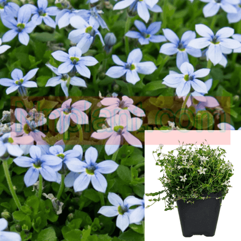 Isotoma Blue Star Creeper Plant 6Pacs Of 2Inches Pot Isotoma Fluviatilis Plant Live Plant Ground Covering Ht7