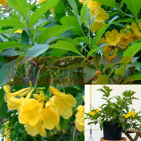 Tecoma Stans Gold Star 1Gallon Trumpet Bush Plant Wide Leaf Yellow Gold Star Bells Plant Perennial Outdoor Live Plant Ho7
