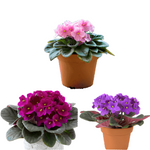 Combo Of Plant 3 African Violets 4Inches Pot Saintpaulia Pink Red Purple Purple Ht7