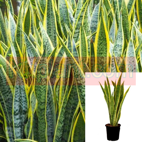 Snake Variegated Yellow Plant 16In-18In Tall 1 Gallon Sansevieria Trifasciata Snake Laurentii Indoor Live Plant Mother In Law Tongue Ht7