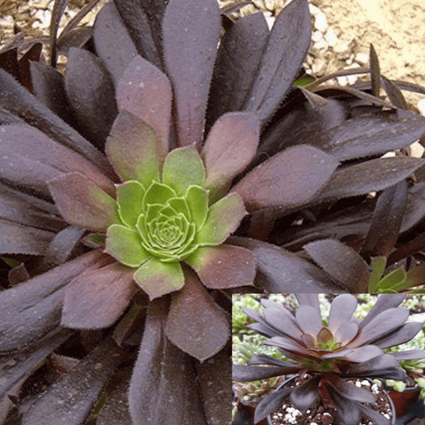 5 Cuttings Aeonium Xpoldark Agavaceae Black Purple Succulent houseSucculent Plant Not Rooted