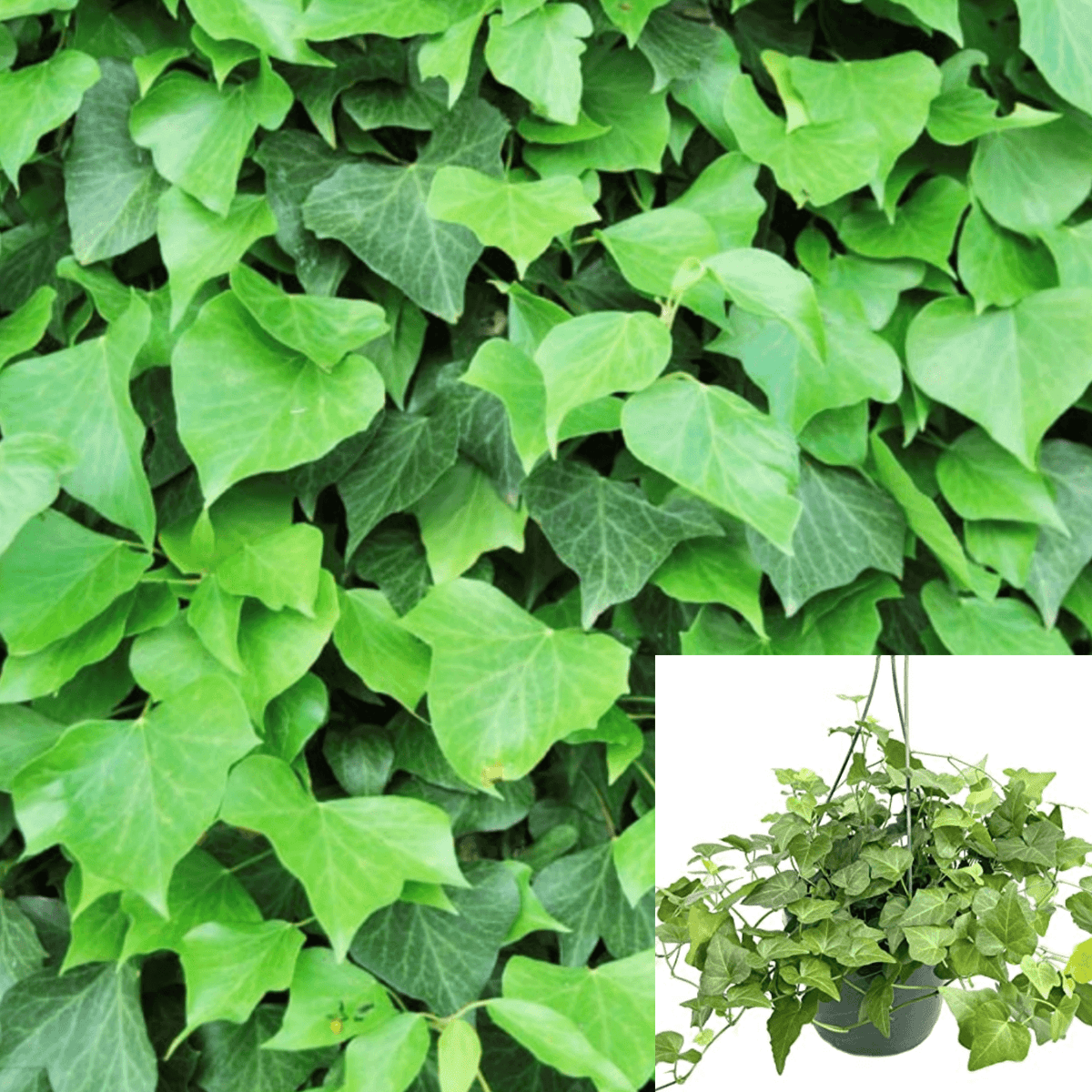 【アメリカ小物】布製テナント　IVY　大学 Ivy Algerian Plant Hedera Canariensis Baltic Hanging Groud cover
