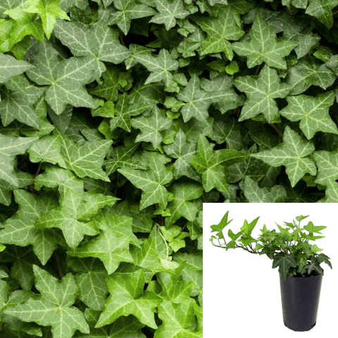 Ivy Hahns Plant 6Pks Of 2Inches Pot Sixpacks Hahns English Ivy Live Plant Ground Covering ht7 Wall Cover