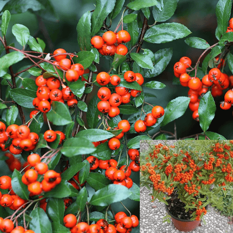 Pyracantha Graberi Staked 5Gallon Red Berries Shrub Cushion Firethorn Orange Red Column Pyracantha Live Plant Orange Red Ho7