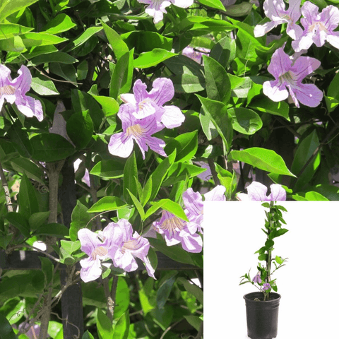 Clytostoma Callistegiodes 1Gallon Lavender Violet Trumpet Flower Vine Live Plant Fr7Gg7