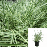 Acorus Gra Variegata 1Gallon Acorus Gramineus Variegated 1Gallon Acorus Gram Variegata Plant Sweet Flag Grass Live Plant