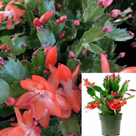 Christmas Cactus Zygocactus Red 4Inches Plant Pot Schlumbergera Bridgesii Orangish red christmas flower Ht7 Best GIFT
