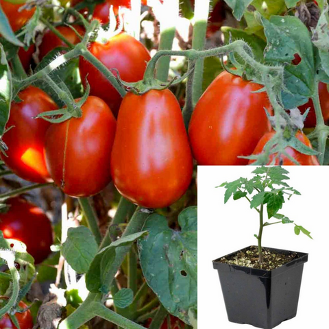 Tomato Roma Plant 4Inches Pot Jb4 Solanum Lycopersicum Roma live plant Ht7