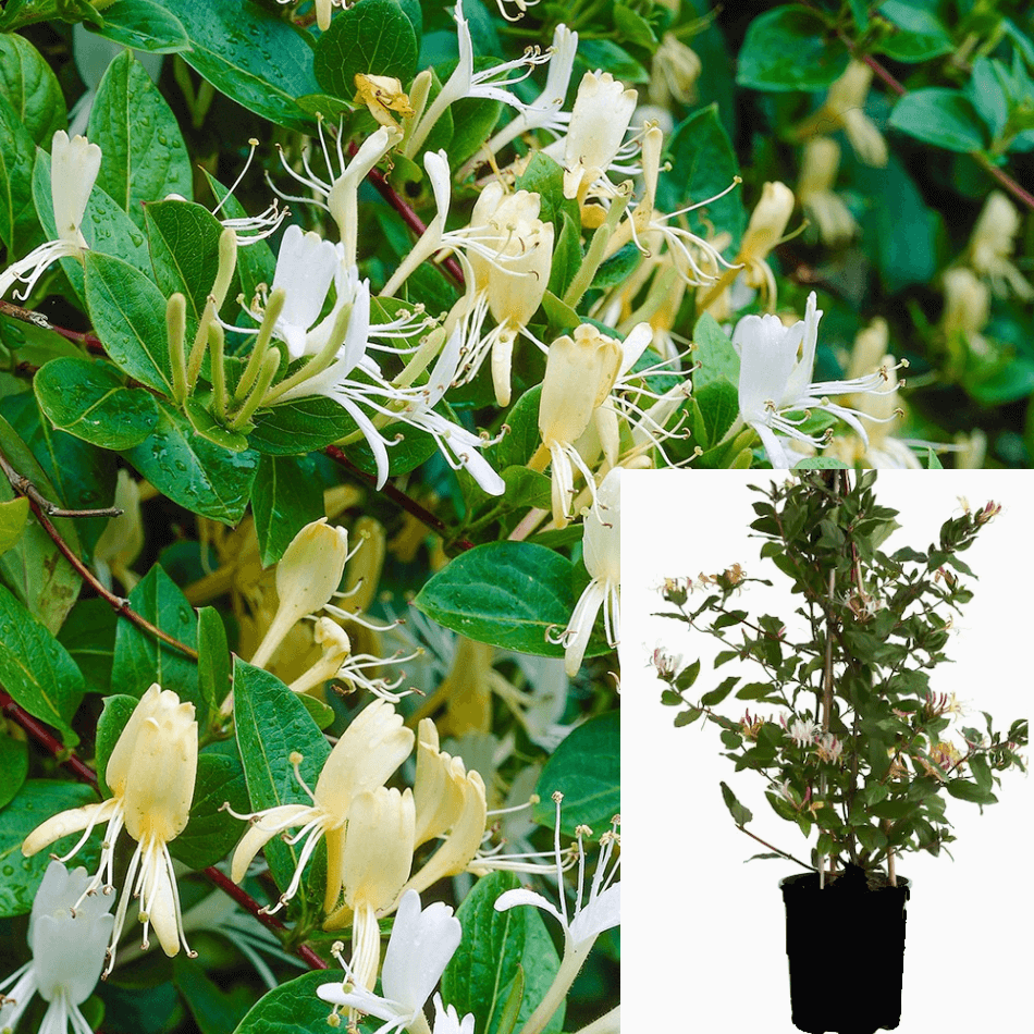 Lonicera Halliana 4
