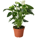 Anthurium White Anthurium 6 Inches Pot Plant Anthurium Andraeanum Flamingo Live Plant n7